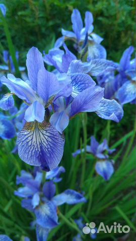 Ирис сибирский и другие многолетние цветы