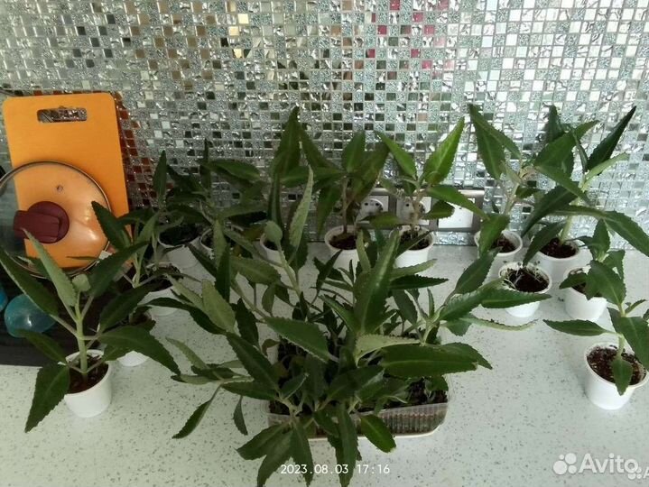 Каланхоэ лечебное