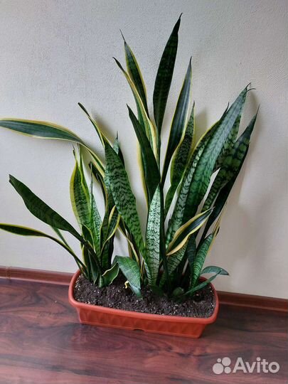 Сансевиерия растение