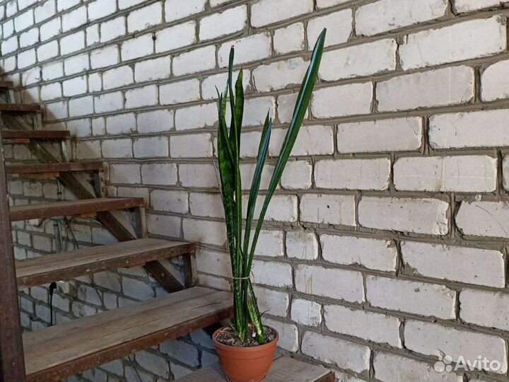 Щучий хвост. Тещин язык. Сансевиерия