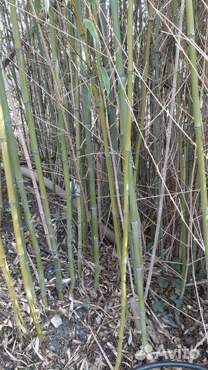 Ствол бамбука