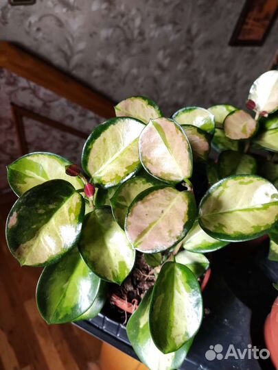 Хойя аустралис лиза