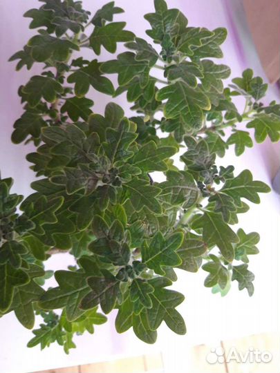 Плектрантус комнатная мята