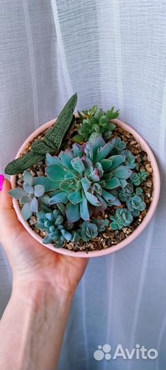 Садик из суккулентов
