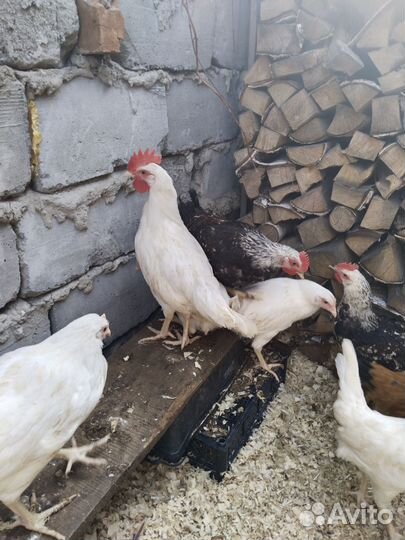 Молодые петушки