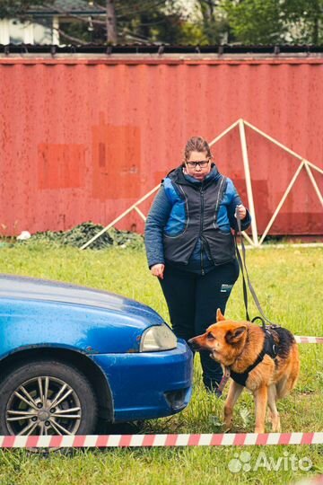 Дрессировка собак