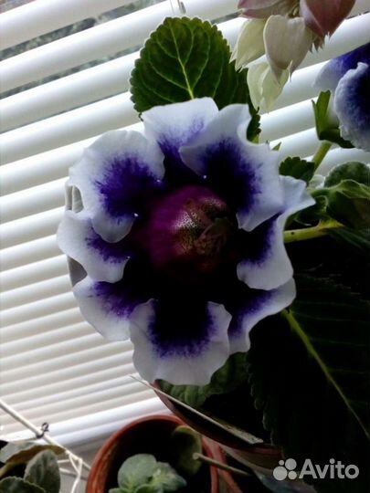 Глоксиния семяна смесь сортов самовывоз