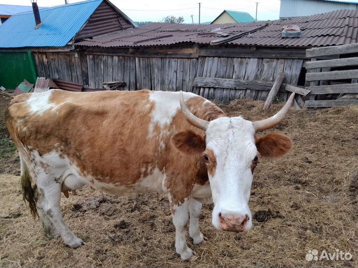 Коровы дойные молочные