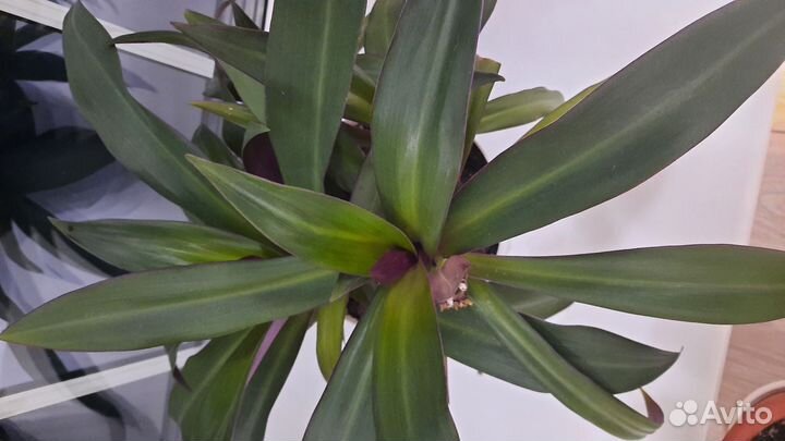 Комнатные цветы