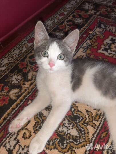 Молодой котик