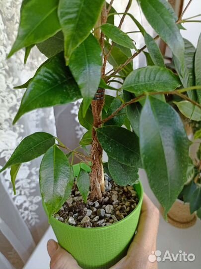 Фикус бенджамина плетеный