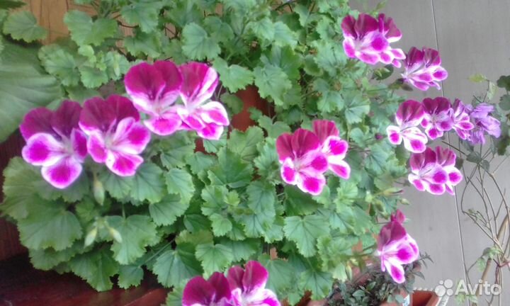 Пеларгония