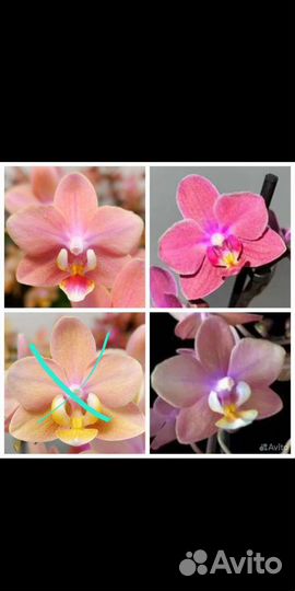 Одорион, Мелион, Дифьюжен