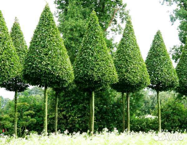 Граб саженцы