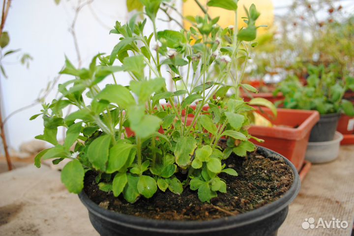 Липпия саженцы. Стевия, гинура, азимина витекс