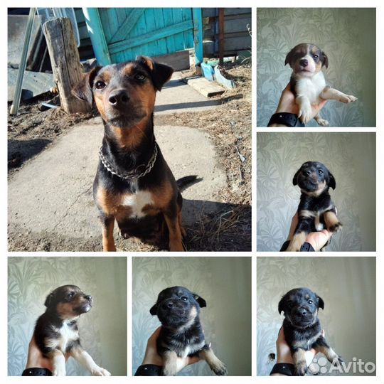 Щенки ягдтерьера