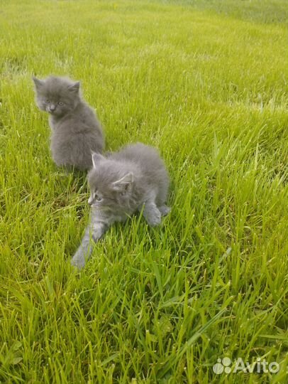 Черненький джентльмен ждёт тебя