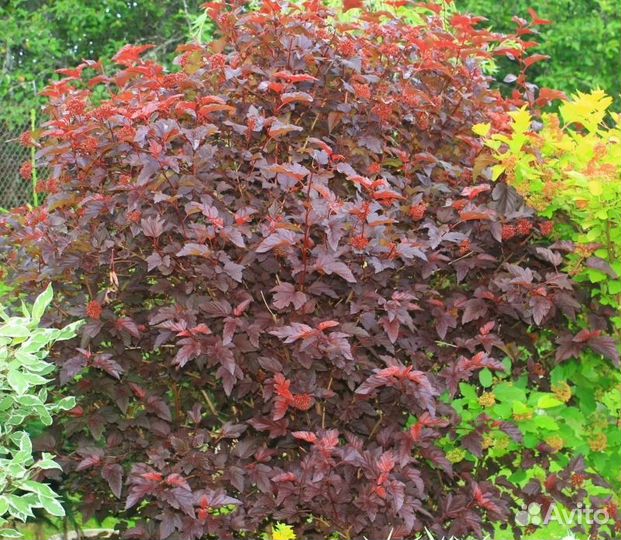 Пузыреплодники Литлы Энджел,Девил,Диабло,Ред Барон