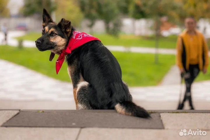 Метис