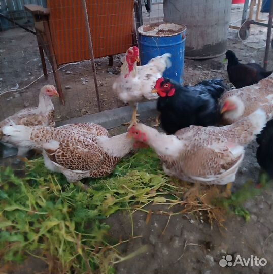 Куры корниш