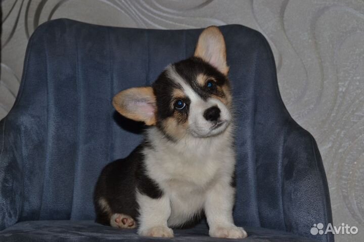 Корги детки