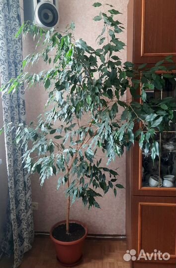 Фикус бенджамина большой