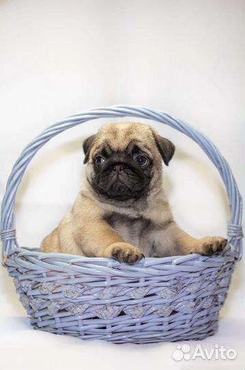 Щенки мопса