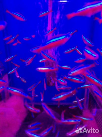 Аквариумные рыбки оптом и розница