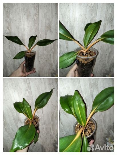 Излишки комнатных растений