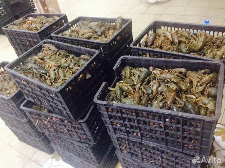 Продажа речных раков