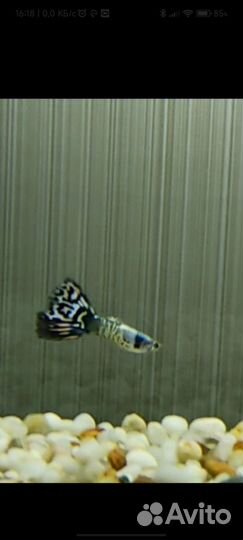 Аквариумные рыбки Гуппи 50руб