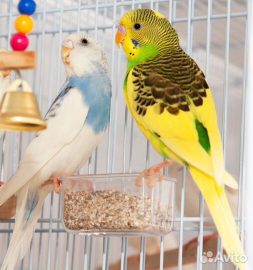 Волнистый попугай