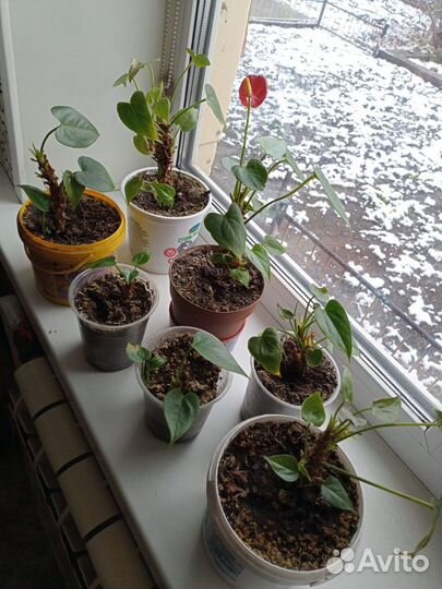 Цветок антуриум