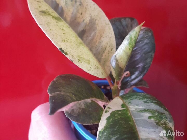 Фикус шривериана муншайн