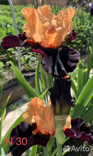 Ирисы бородатые