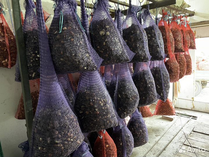 Тюльпаны Луковицы