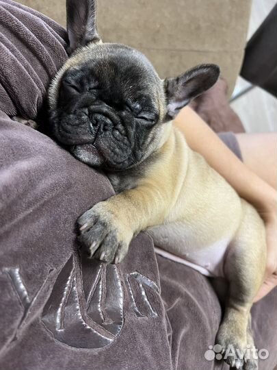 Девочка французский бульдог