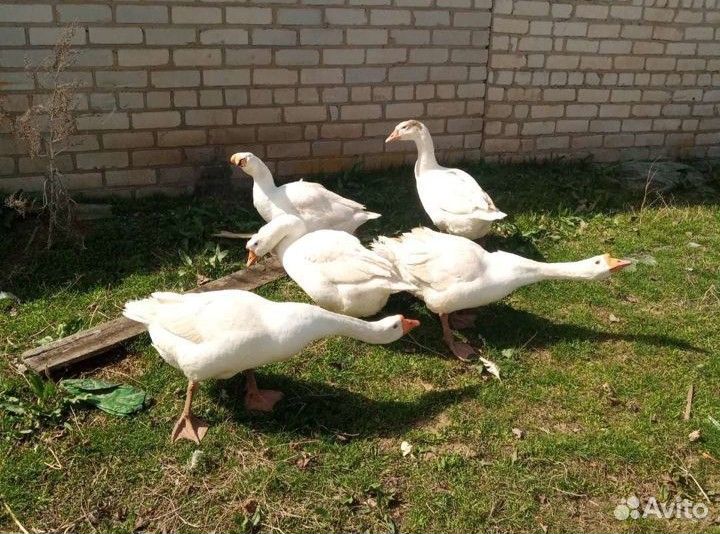 Гуси Линда