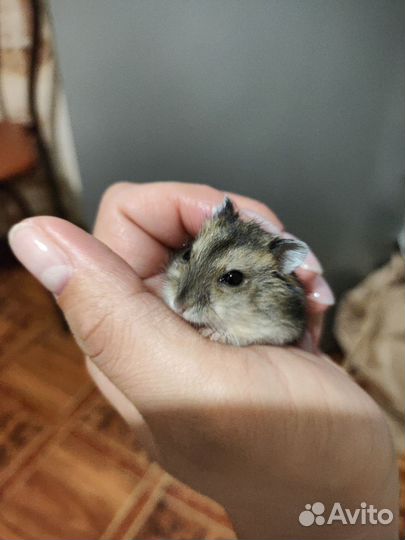 Джунгарский хомяк бесплатно