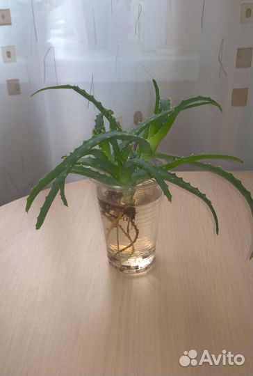 Алоэ лекарственное столетник,хлорофитумы