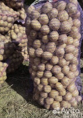 Продам картофель оптом