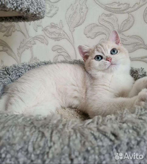 Шикарный голубой мальчик Зефир