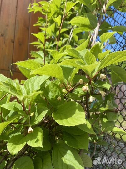 Китайский лимонник