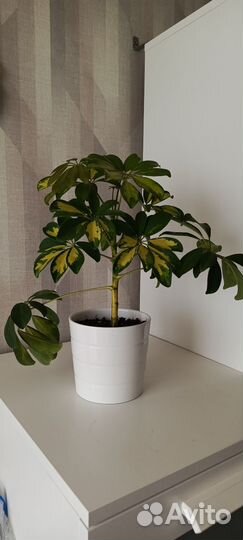 Шефлера вариегатная