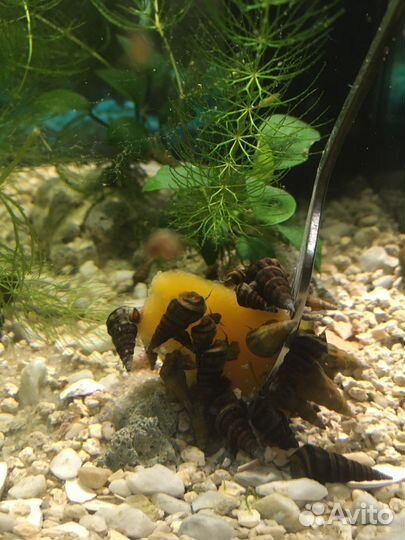 Улитка Геркулес. уф-стерилизатор. Корм Тетра