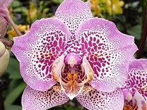 Орхидея фаленопсис пелорик подростки