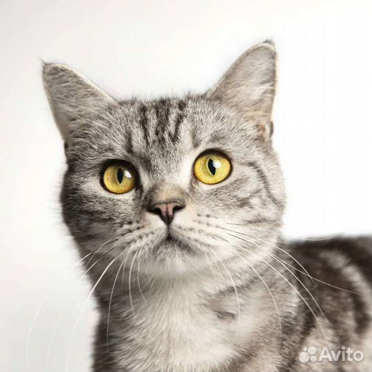 Британская кошка Бэтти