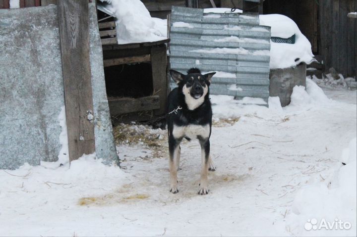 Чара, 3 года