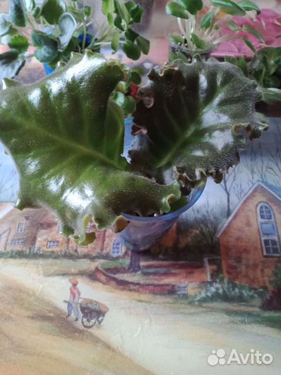 Детки сортовых фиалок