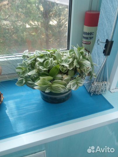 Традесканция зебрина